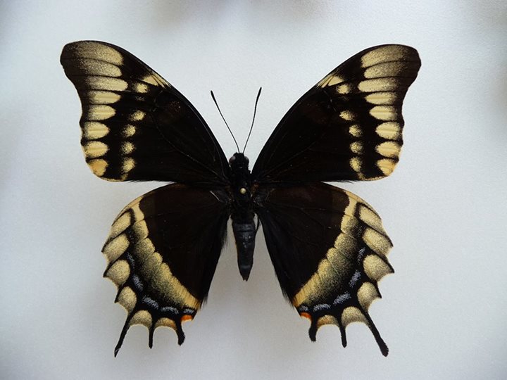 Papilio unidentified (aberrant or hybrid) (Internet Image property of respective owner, non-commercial use only)